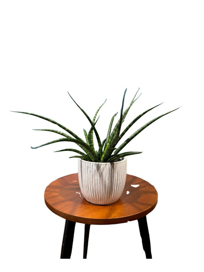 Fernwood Mikado Snake Plant in 2 inch Nursery Pot, Sansevieria Fernwood Live Indoor Plant, Low Light Air Purifier Plant, Easy Care Succulent Plant