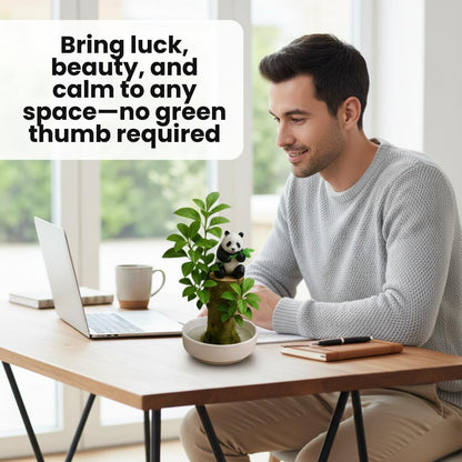 CZ Grain Lucky Office Desk Planter with Panda – Brazilian Willow Wood Tree, Thick Trunk, Fast Sprouting, Modern Desktop Decor - Living Gift - Calming Nature Presence