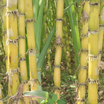 Set 20 Green Sugar Cane Plant Cuttings, 3-5" Unrooted Cuttings, Sweet Sugar Cane Live Plant Cuttings for Planting Outdoor Garden, No Ship to CA