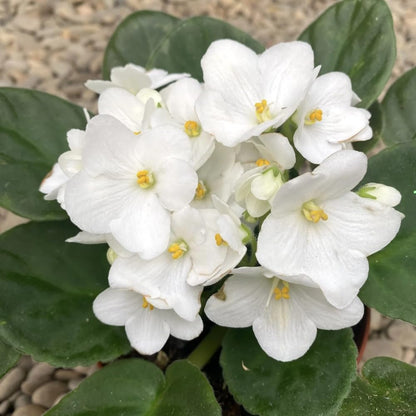 African Violet Live Plant in 4 Inch Pot, Flowering Houseplant, Easy Care Indoor Plant with Vibrant Blooms (White African Violet)