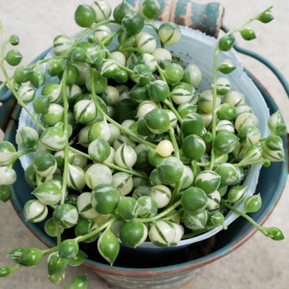 String Plant Live 4 Inch Pot, Rare Succulents Plants in Hanging Baskets, Trailing Succulent Houseplant for Home Office (Variegated String of Pearls)