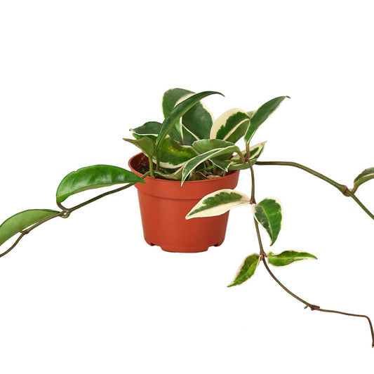 Hoya Carnosa Tricolor | Live Plant for Indoor & Outdoor | for Living Room, Office, Bathroom | (4" Pot)