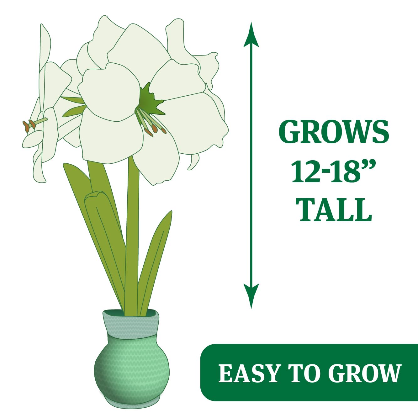 Cozy Sweater Amaryllis Flower Bulb with Stand, No Water Needed, Gift Ready