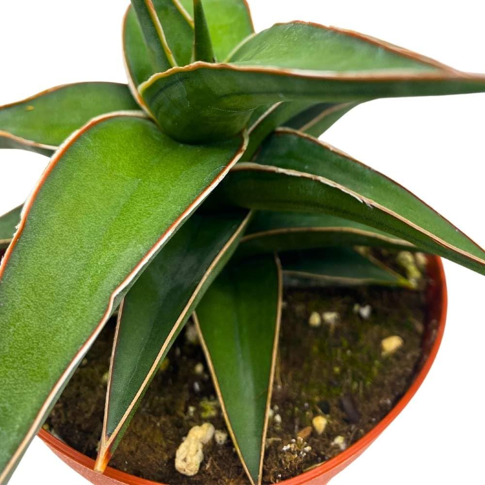 BubbleBlooms Samurai Dwarf 4 inch Sansevieria Lavranos Banana Ehrenbergii, Star Exotic Snake Plant