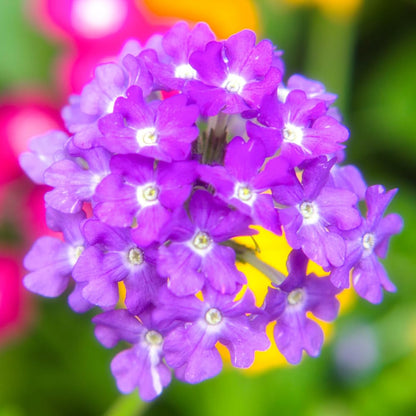 2 Lavender Verbena Live Plants, Trailing Verbena Plants for Planting Outdoor, Perennial Ground Cover Flowers 4-7 Inches