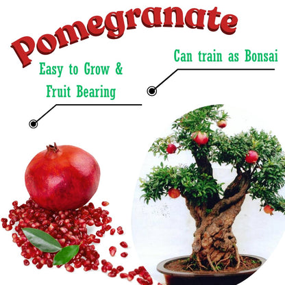1 Year Old Pomegranate Tree Live Plant, Sweet Red Pomegranate Starter Size Seedling in 4" Pot, for Indoor Outdoor Spring Growing