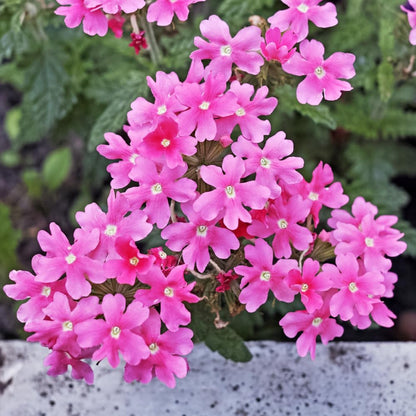2 Pink Verbena Plants Live for Planting, Colorful Blooming Flower Plant, Verbena Live Plants, 5 to 7 Inc Tall