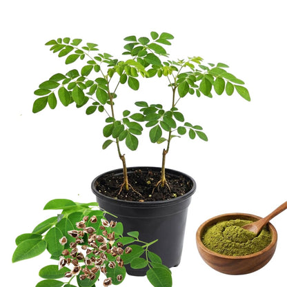 2 Moringa Trees Live Plants, Moringa Oleifera Drumstick Plant Live, 4 Inc Pot, Herb Garden Planting