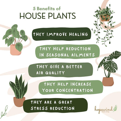 Hopewind Plants Shop Parlor Palm, Pet-Friendly, Air Purifying Plant, Live Indoor Plant, Neanthe Bella Palm, Easy Care and Easy to Grow and Low Maintenance Live Houseplant in 4 inch Pot