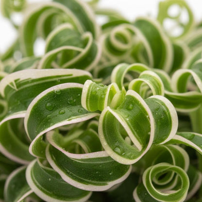 Variegated Curly Spider Live Plant 2" Pot, Spider Plants, Chlorophytum Curly Spider Airplane Plants for Planting Indoor Outdoor
