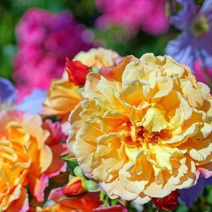 Honey-Apricot Rose Bushes Ready to Plant, Climbing Roses Live Plants Fragrant, 6-8 Inc Tall in Pot, Year-Round Blooming, Can Grow as Bush or Climber
