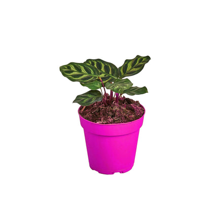 2 Pack Calathea 'Makoyana' - 4" Pot in 4in Pot - Live Tropical Houseplant - Easy to Grow | Air Purifying | Pet Friendly | Variegated | USA Growers | The Snobby Leaf