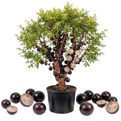 Live Jaboticaba Plant, Black Jabuticaba Tree, 2-3 Feet in 3 Gallon Pot, Brazilian Grapetree, Ready to Grow, No Shipto CA