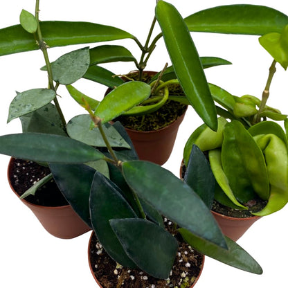 BubbleBlooms Hoya Variety Assortment 2 inch Set of 4 Grower's Choice Live Potted Premium Collection