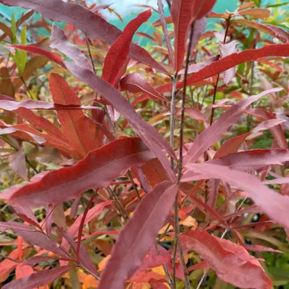 Set 2 Willow Oak Live Plant 12-18 Inch Tal, Hardy Shade Trees, Live Oak Plants for Planting Outdoor Garden, Dormant in Winter