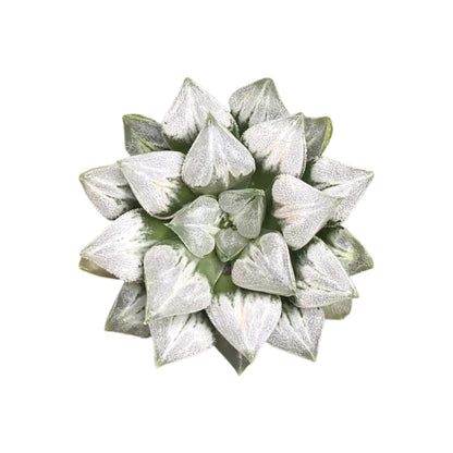 Rare Haworthia 'Love' – Exotic Succulent Plant – Unique, Collectible Live Indoor Plant – Easy-Care, Drought-Tolerant – Ideal for Succulent Enthusiasts, Workspaces & Special Occasions