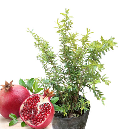 Large Sweet Fruit Pomegranate Tree Live Plant, Well Rooted, 6 to 8 Inc Tall, Delicious Large Sweet Fruit