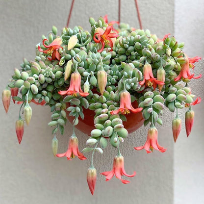 Cotyledon Pendens Succulent Live Plant, 4" Pot, Trailing Succulent Plant, Small Houseplant Cactus for Planting Indoor