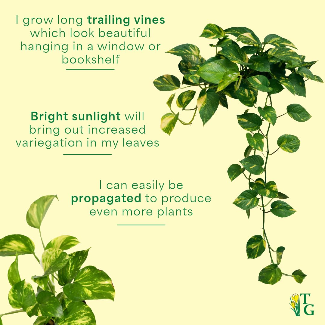 Thorsen's Greenhouse Golden Pothos, Live Indoor Vining Plant, Easy to Grow, Variegated Houseplant, Natural Air Purifier (Nursery Pot, 6-inch Pot)