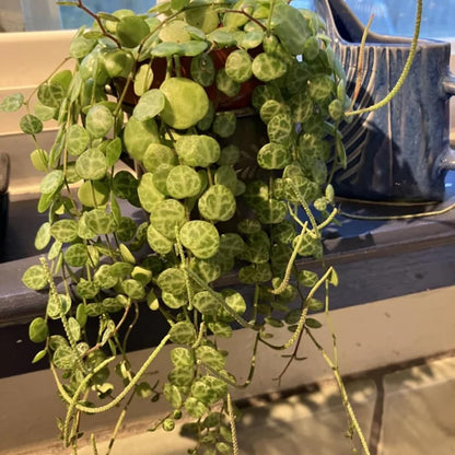 String of Turtles Live Plant 2 Inch Pot, Peperomia Trailing Houseplant, Mini Indoor Plant for Terrariums, Shelves, or Small Planters
