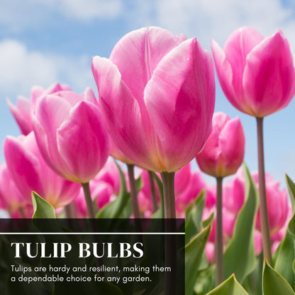 Mixed Color Tulip Bulbs for Planting - Easy to Grow Perennial Tulips, Top Size Bulbs (20 Bulbs)