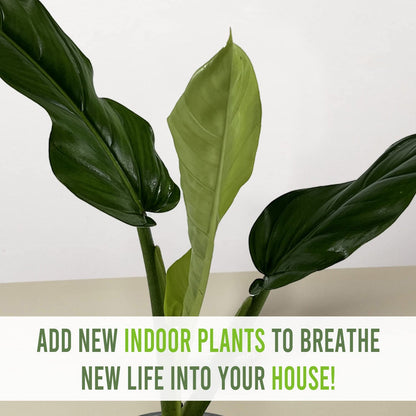LEAL PLANTS ECUADOR Philodendron Lehmannii (Pack of 2)| Vibrant Live Indoor Plant | Heart-Shaped Elephant Ear Foliage | Air-Purifying Houseplant | Perfect Tropical Touch for Home Décor