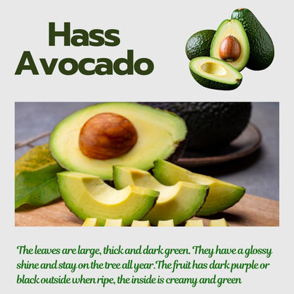 HASS Avocado Trees Live Plants in 3 Gallon Pot, Cold Hardy Fruit Tree, 1-2 Feet Tall, Ready for Planting, No Ship to CA