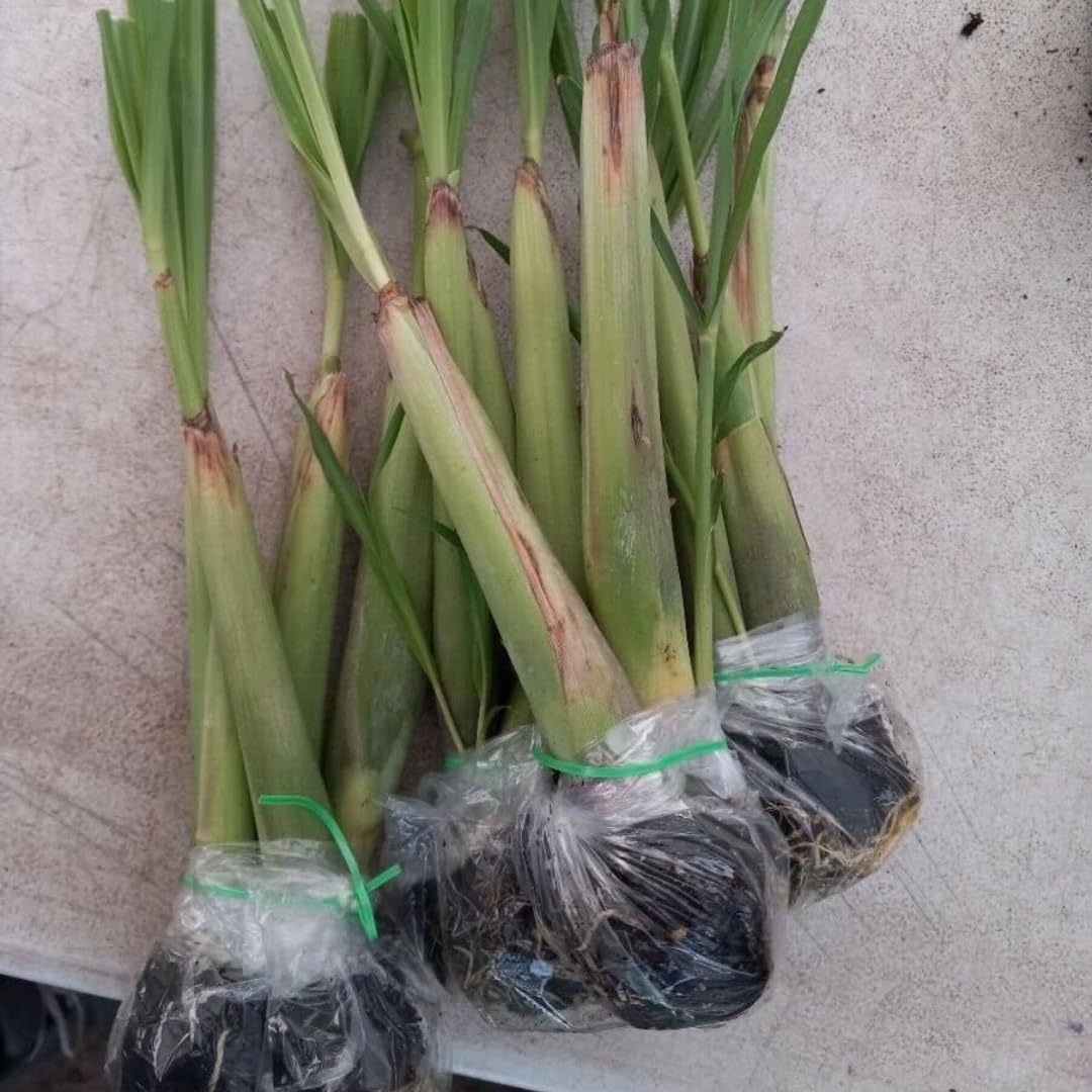 7 Lemon Grass Plants Live Outdoor, No Pot, Well-Rooted 4-8" Tall Lemon Grasses Live Plant for Outside, Starter Lemongrass Plant Indoor Outdoor Planting