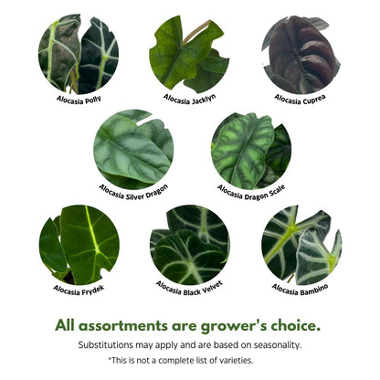 BubbleBlooms Jewel Alocasia Assortment, 3 Different Alocasias in 4 inch pots Grower's Choice