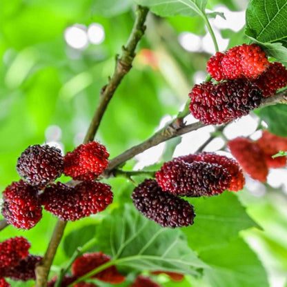Red Mulberry Tree for Planting 4 to 8 Inch Tall, Mulberry Live Plant Outdoor, Mulberry Fruits