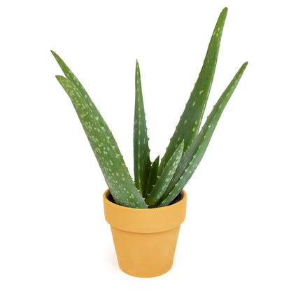 Aloe Vera Plant Gift in 4" Clay Pot, Live Succulent, Easy Plant for Beginners, Real Succulents for Home or Office, Indoor Houseplant Decor by Plants for Pets