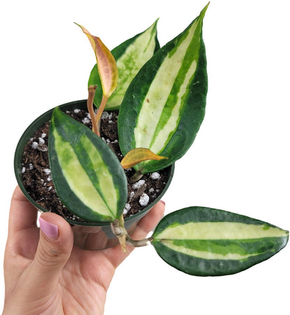Hoya Pot of Gold - Inner Variegated Hoya Latifolia FKA Macrophylla Inner Variegated - Available in 3.5", 4.5" Pot & 6" Pot - Hoya Plants Live Houseplants (1 Small Plant, 3.5" Pot)