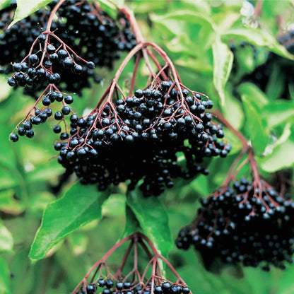 Pack 2 Elderberry Plants Live for Planting, Elderberry Bush Live Plants, 6-12 Inch Tall
