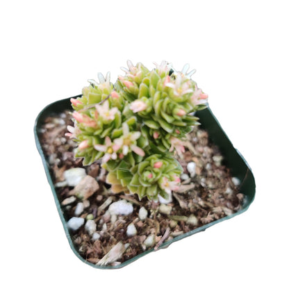 USKC Live Succulent Cactus Plants (2" Pot Crassula Estagnol Spiralis)