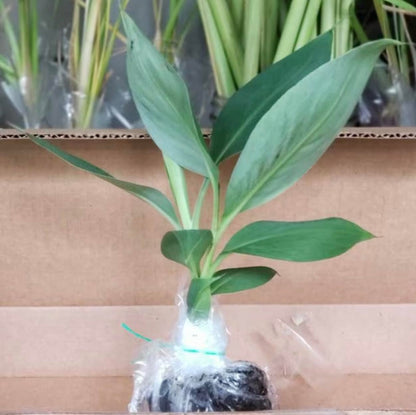 Grand Nain Banana Starter Plant - Live Banana Tree - 4-6 inches Tall (Grand Nain)