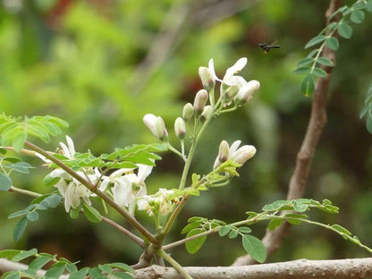 Indian Moringa Seeds High-Yield Drumstick Seeds for Home Garden, Terrace Gardening, Organic Vegetable Farming, Easy to Grow, Fast Germination, Suitable for Pots and Outdoor Planting (Pack of 15)