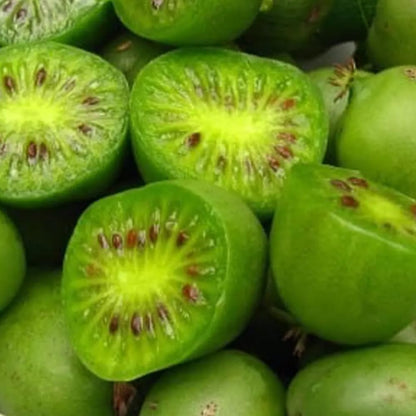 Kiwi Plant Live, Hardy Kiwi Berries Plant, Well Rooted Starter, 5-8" Tall, Kiwi Tree Live Plant, Kiwi Vine Live Plant