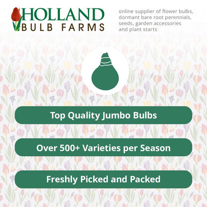 Arum Cornutum - Voodoo Lily Flower Bulb - Unique Red Bloom - Deer Resistant - Grows Well in Containers - Perennializing