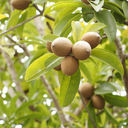 Sapodilla Tree Live 2 to 3 Feet Tall, Sapote Fruit Tree Plant for Growing, 3 Gallon Pot, No Ship to CA