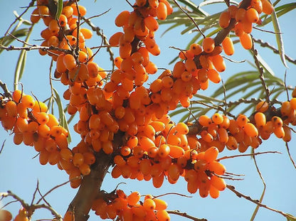 50PCS Sea Buckthorn Seeds Hippophae Rhamnoides Perennial Shrub Seeds Edible Fruit Tree Seeds Easy Grow Outdoor Indoor