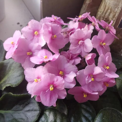 African Violet Live Plant in 4 Inch Pot, Flowering Houseplant, Easy Care Indoor Plant with Vibrant Blooms (Light Pink African Violet)