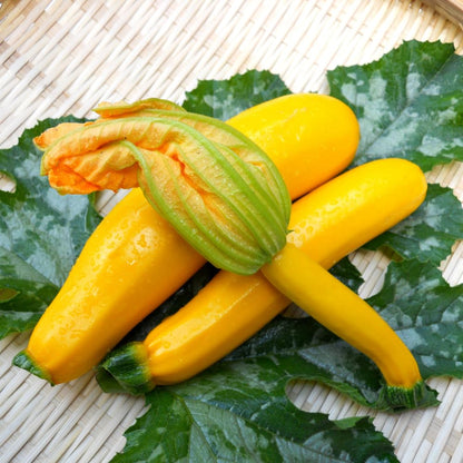Zucchini Summer Squash Plant, Yellow Squash, 2 Plants in 4 Inch Pot, 3 to 6 Inch Tall Seedlings for Planting Outdoor Garden
