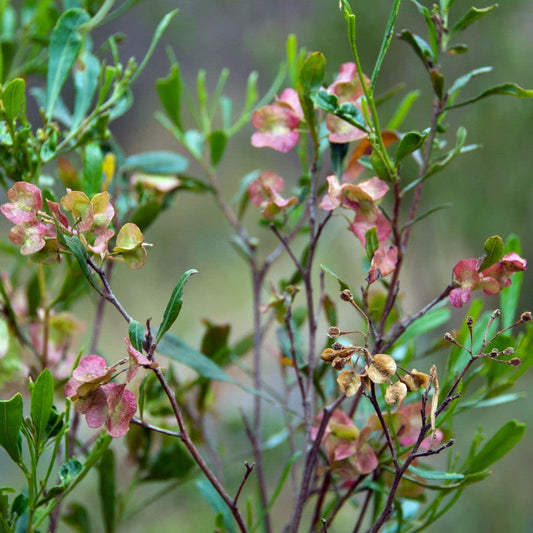 Palm Beach Medicinal Herbs - Hopbush (Dodonea viscosa) - Packet of 10 Seeds