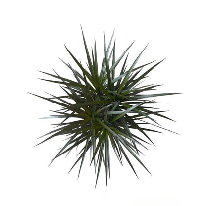 Andersen Farms Dracaena Marginata Magenta – 10 Inches Grower Pot – Live Indoor/Outdoor Tropical Plant – Air Purifying, Vibrant Magenta Leaves, Easy Care Home and Office Houseplant