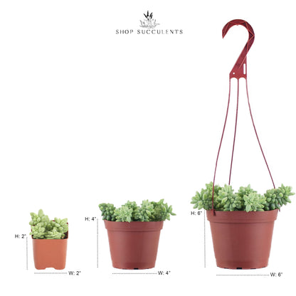Shop Succulents | String of Succulents Collection | Burrito Sedum/Donkey Tail Live Outdoor/Indoor Hanging Succulent Plant | Fully Rooted in Soil