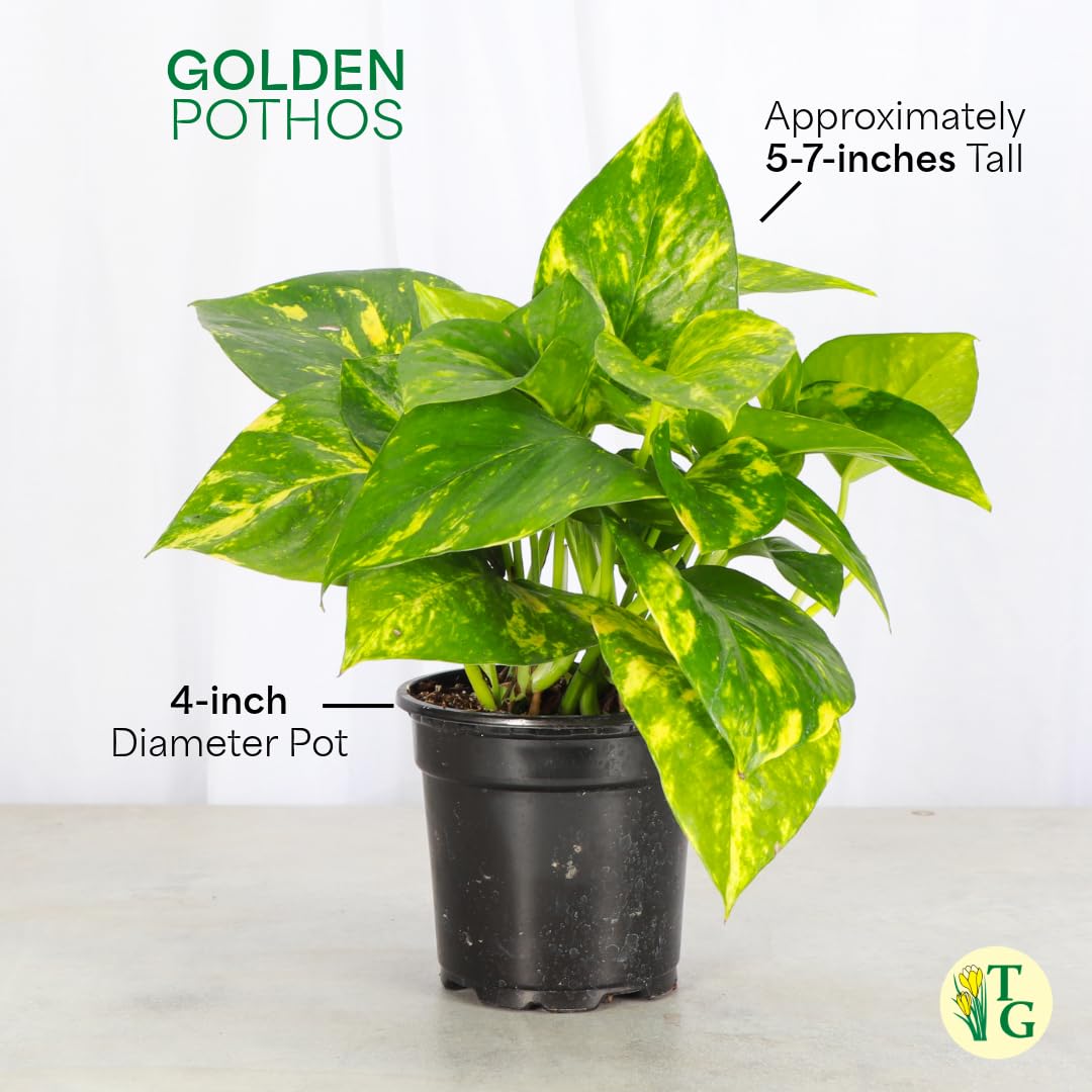 Thorsen's Greenhouse Golden Pothos, Live Indoor Vining Plant, Easy to Grow, Variegated Houseplant, Natural Air Purifier (Terra Cotta, 4-inch Pot)