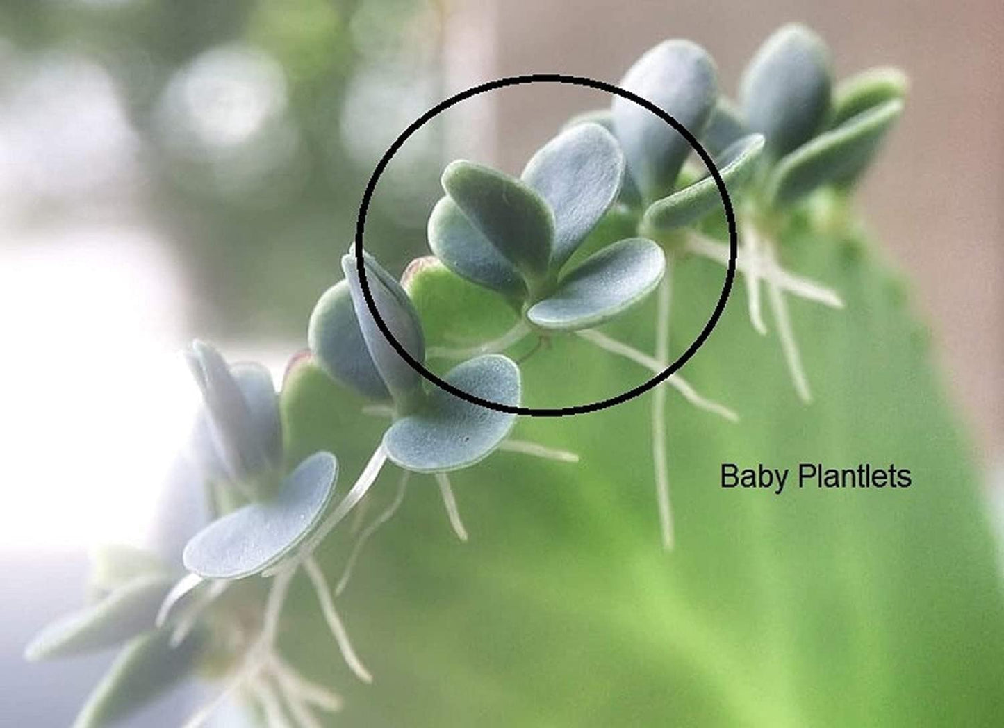 4 Mother of Thousands Live Plants - Kalanchoe daigremontiana - Mexican Hat Plant, Succulent Live Plants - Great Indoor Plant (4 Pack of Plants)
