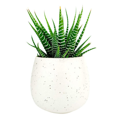 Haworthia Zebra Spiky Succulent Plant with Care Guide - Best Indoor Plants - Easy to Grow Succulents - Gift Ideas for Plant Lover - Low Light Succulents (4 inch)