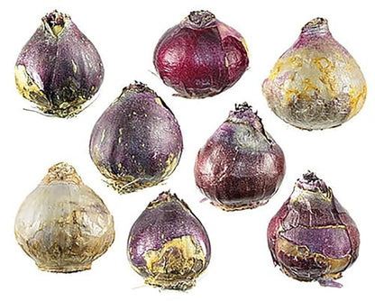 5 Aqua Hyacinth Bulbs