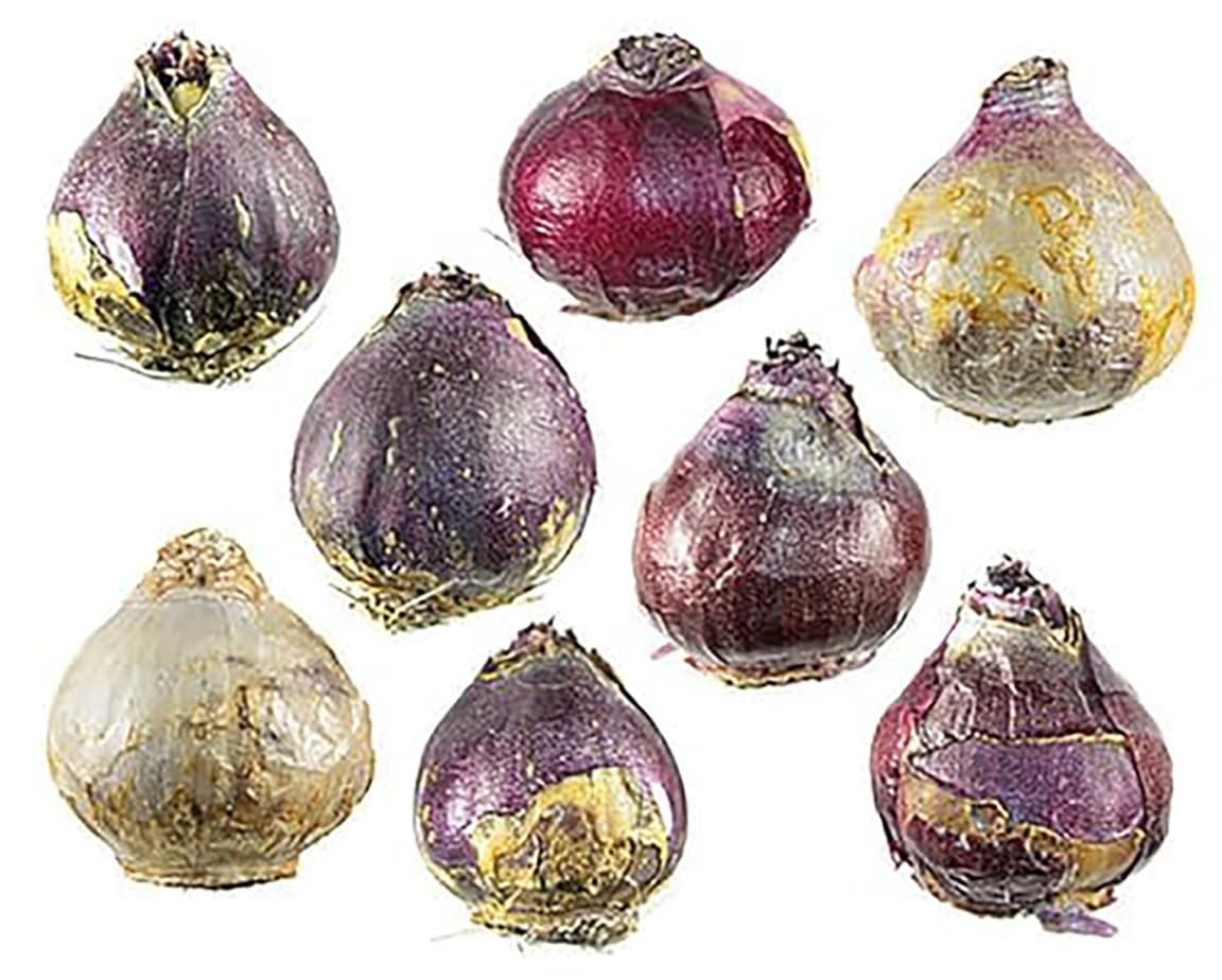 5 Sweet Invitation Hyacinth Bulbs - Bare Root, 16-17 cm, Zones 4-10 (Pre-Chilling Required for Zones 8-10), Gorgeous Spring Blooms